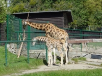 Giraffen